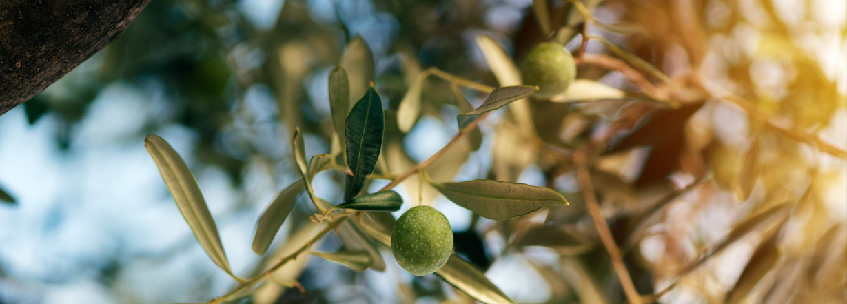 Ağaçta bir zeytin tanesi, yakın çekim.