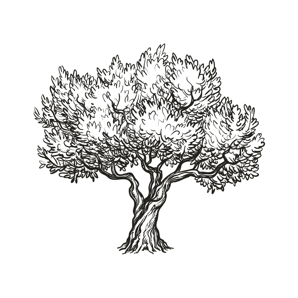 Zeytin Ağacı